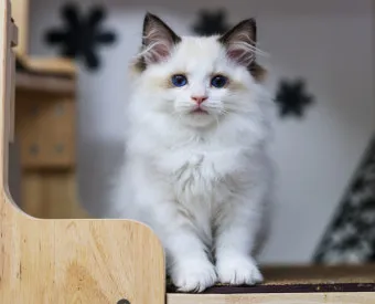 랙돌 고양이 유전병_6