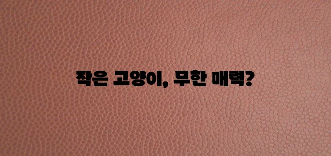 작은 고양이 품종 사랑스러움 가득한 다채로운 매력이 최고!