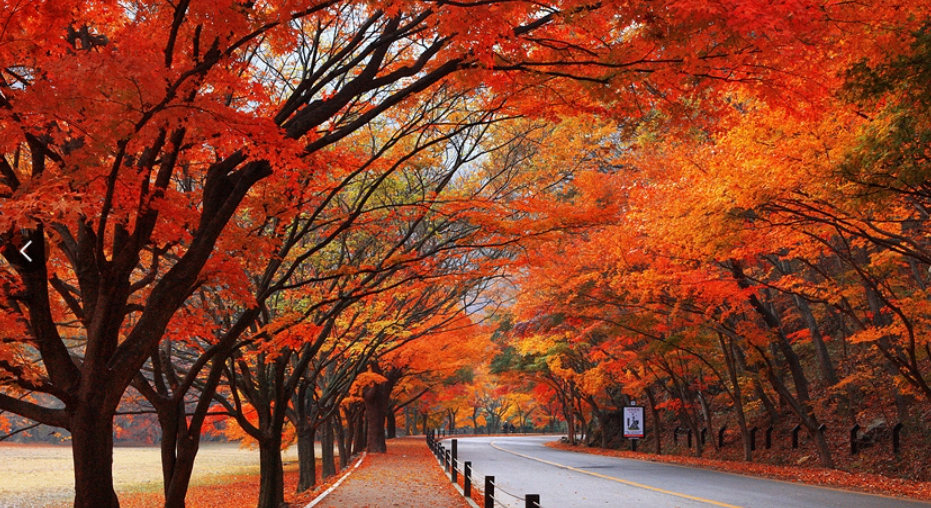 2024 단풍시기