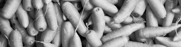 당근 수확시기: 2월 말에서 3월 초