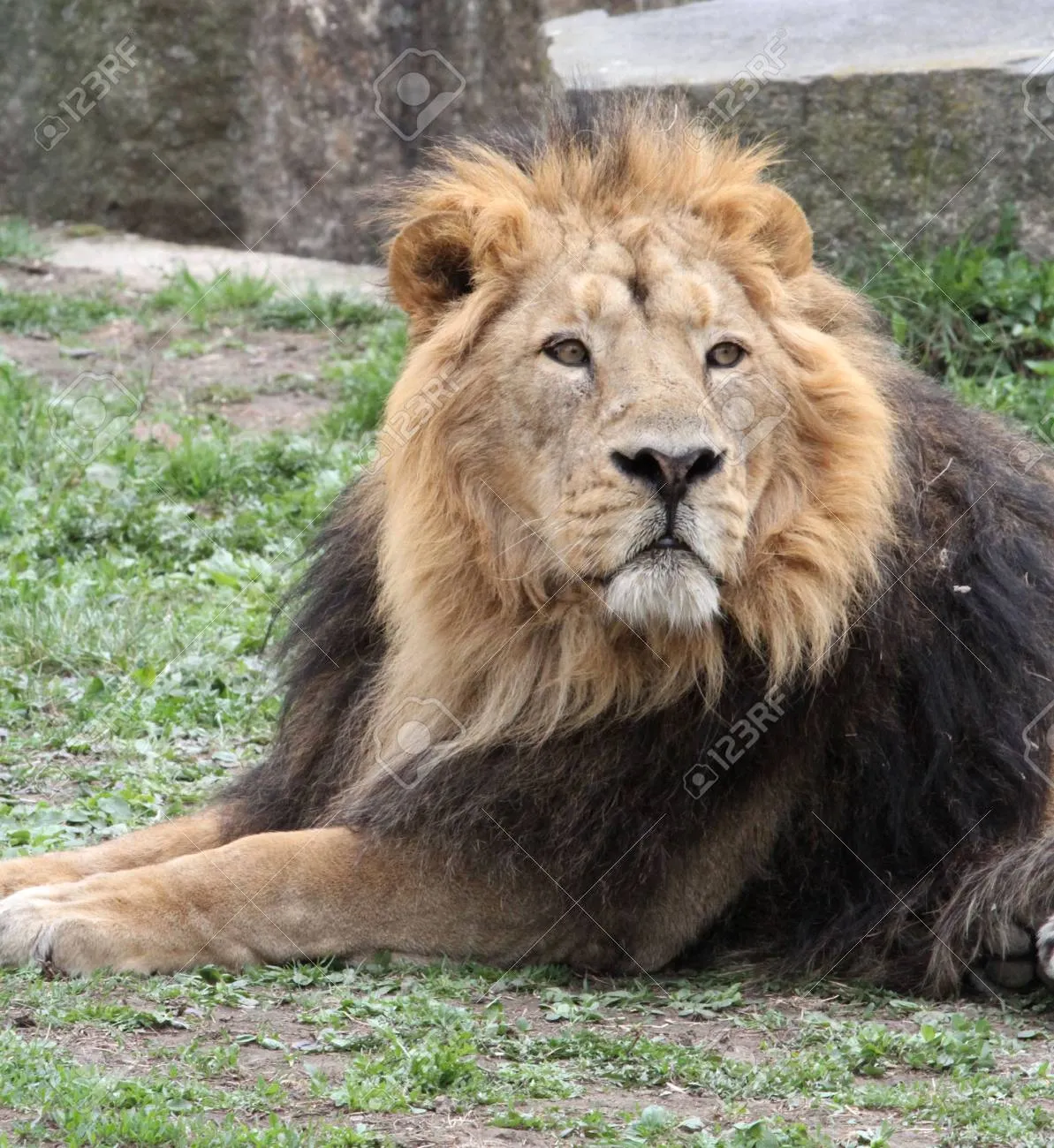 아시아사자 인도 동물 특징 성격_4