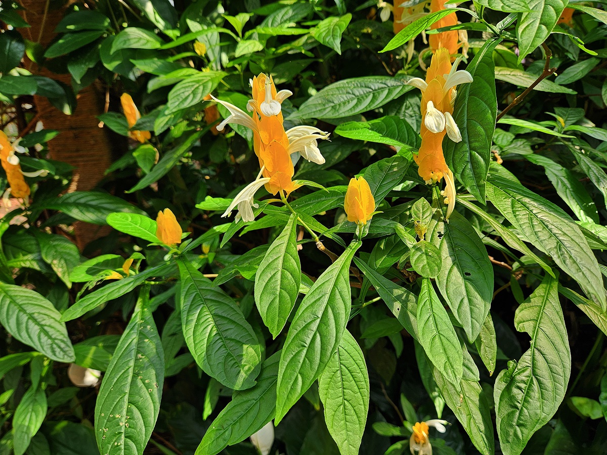 노랑새우풀(황금새우초)