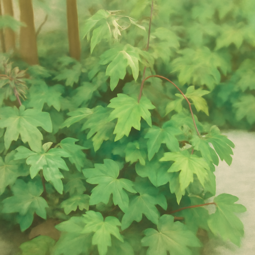 시서스-주요-효능