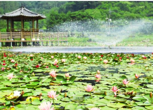 고성 벚꽃