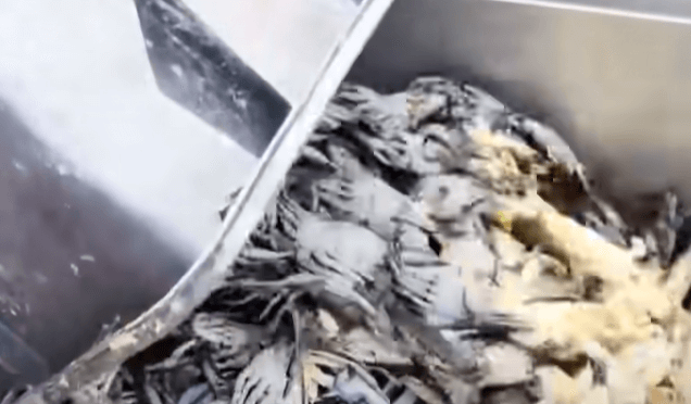 이탈리아 푸른 꽃게