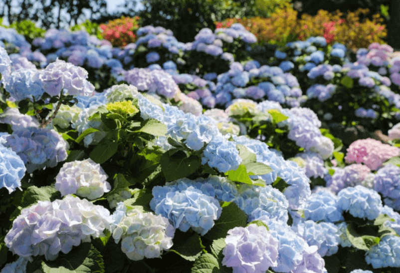 휴애리수국축제