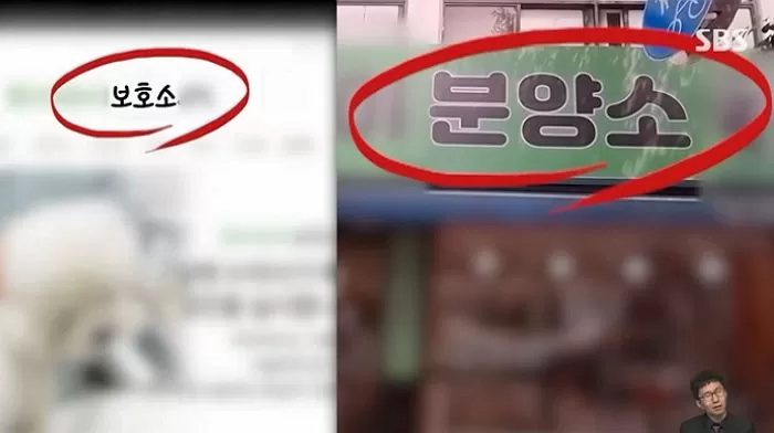 죽은강아지 뱃속 새끼 꺼내 파는 강아지공장&#44; 펫샵의 실체