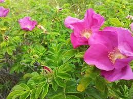 충청남도 청년 전세보증금반환보증 보증료 지원사업 신청대상과 지원금