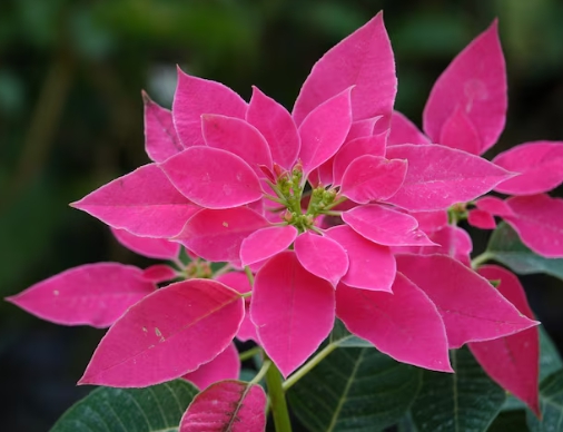 겨울 꽃 포인세티아