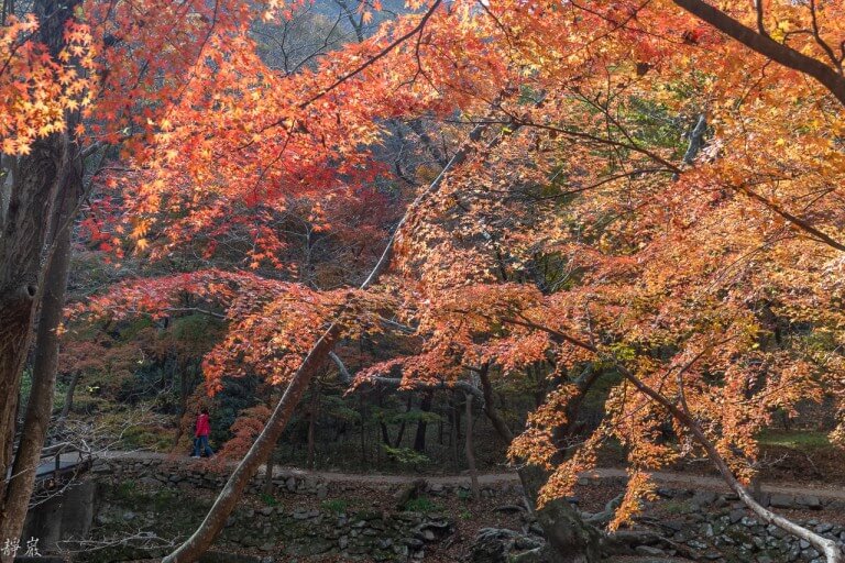 내장산 단풍 축제3