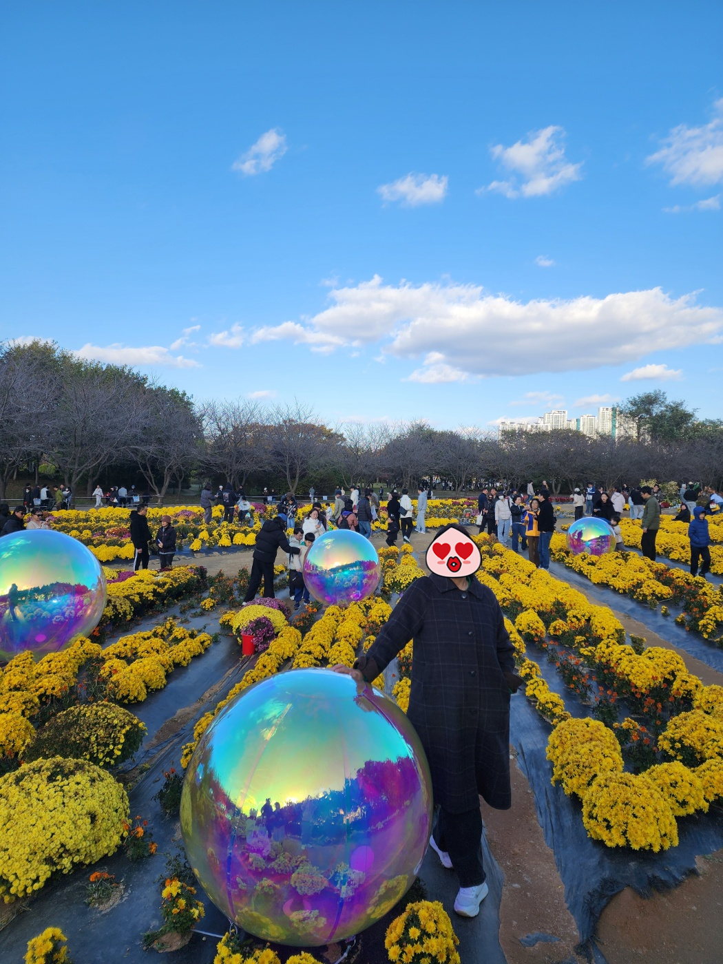 이미지-alt-태그-드림파크 야생화 단지 국화꽃