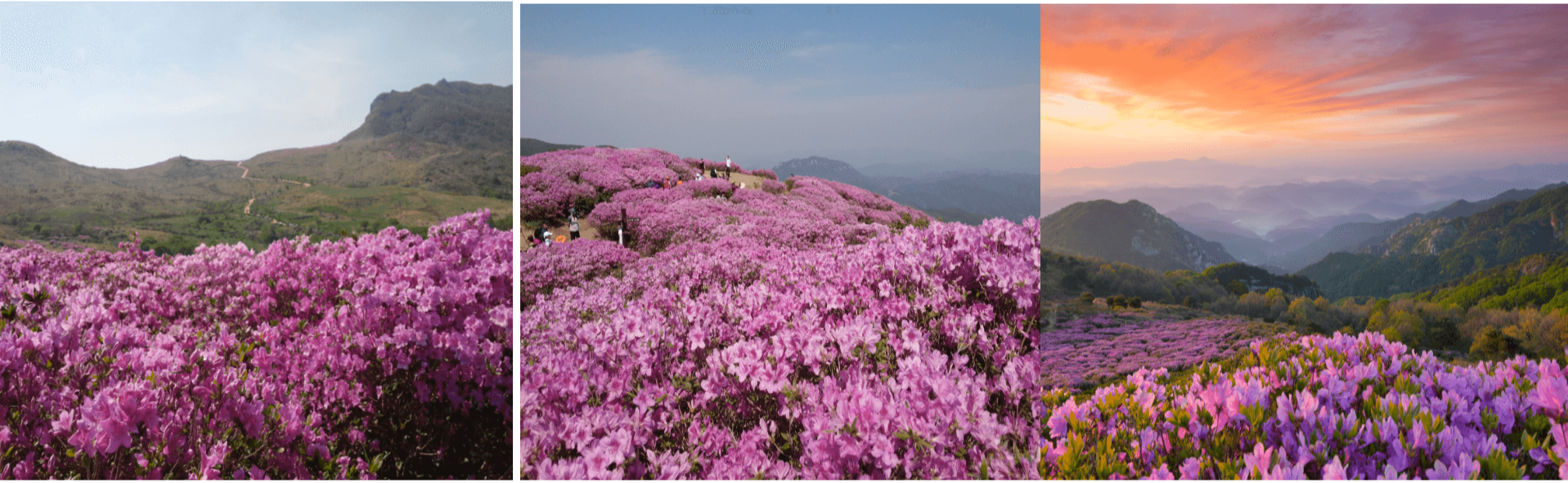 황매산철쭉 등산코스