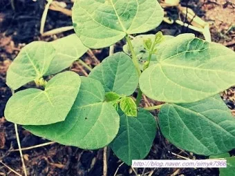 팥 재배 파종 적기 배수로 만들기 수확 건조_8