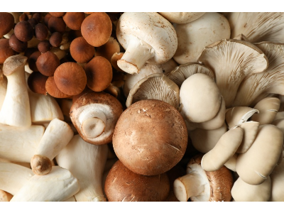 다양한 버섯 사진