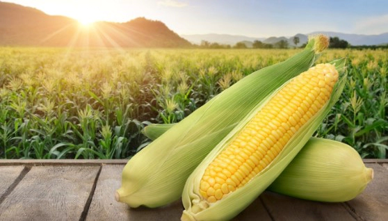 옥수수 주요 효능