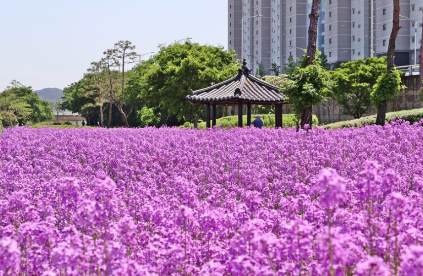 영천생태지구공원 보라유채꽃