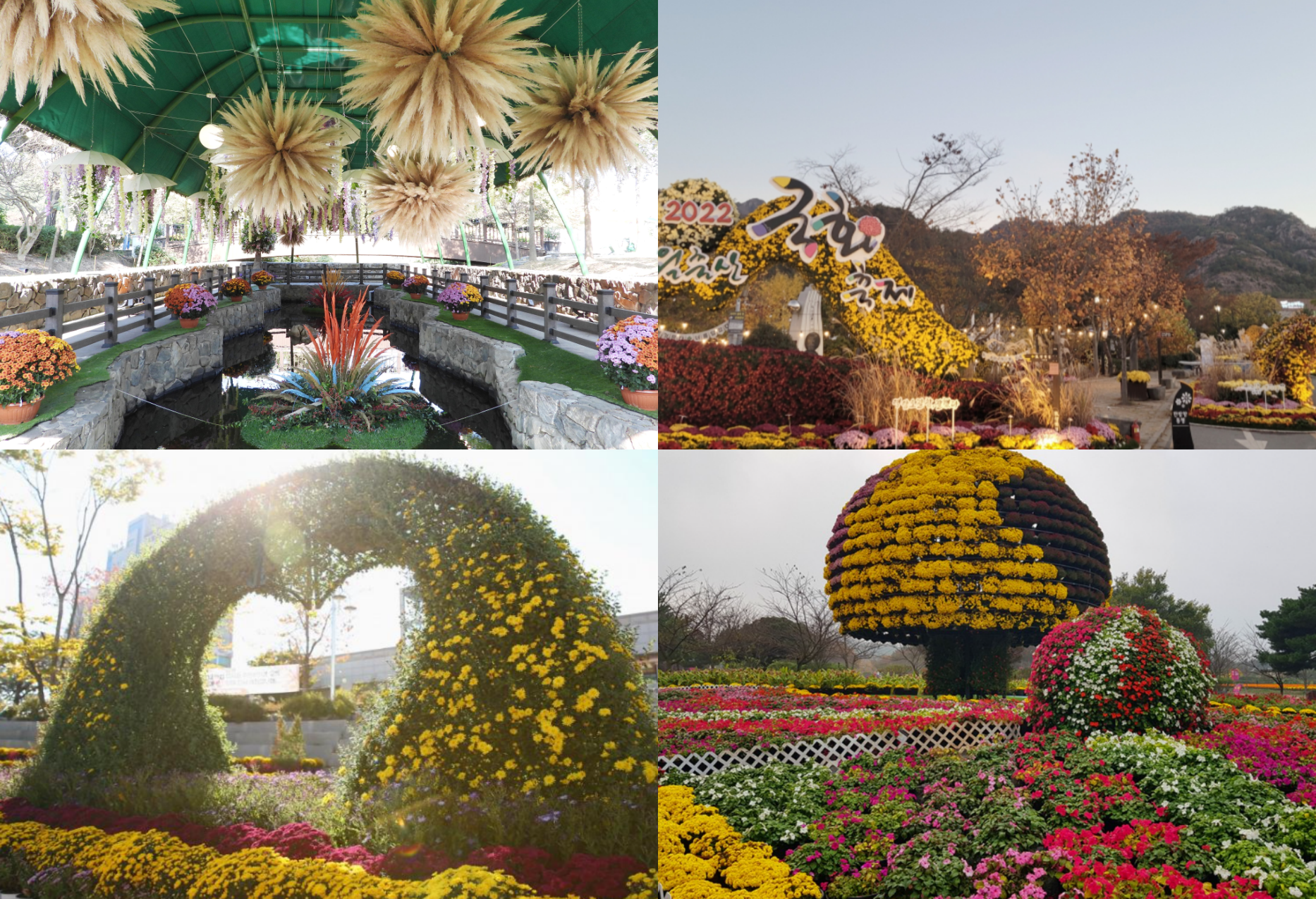 국화축제 하는곳