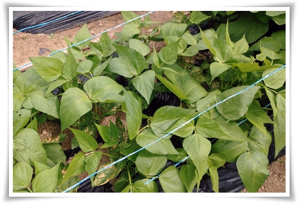 텃밭 &quot;5월, 강낭콩 심으세요!&quot; 콩알 콩알 재미가 톡톡, 쑥쑥 자라는 기쁨!