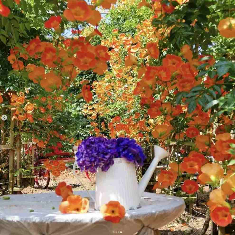 비체올린 능소화축제