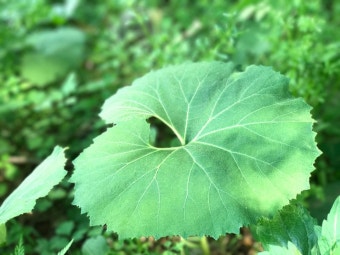 매년 4월, 봄이 데려오는 머위 관련 사진