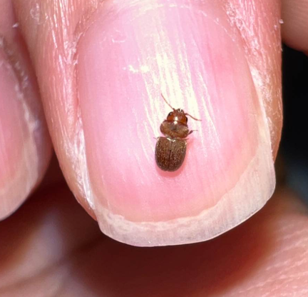 권연벌레 서식지 생기는이유 살충제 방역 퇴치법 물린자국 증상 치료방법 총정리