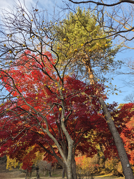 아산 현충사 곡교천 은행나무길 황금빛 단풍 터널! 가을 여행 추천