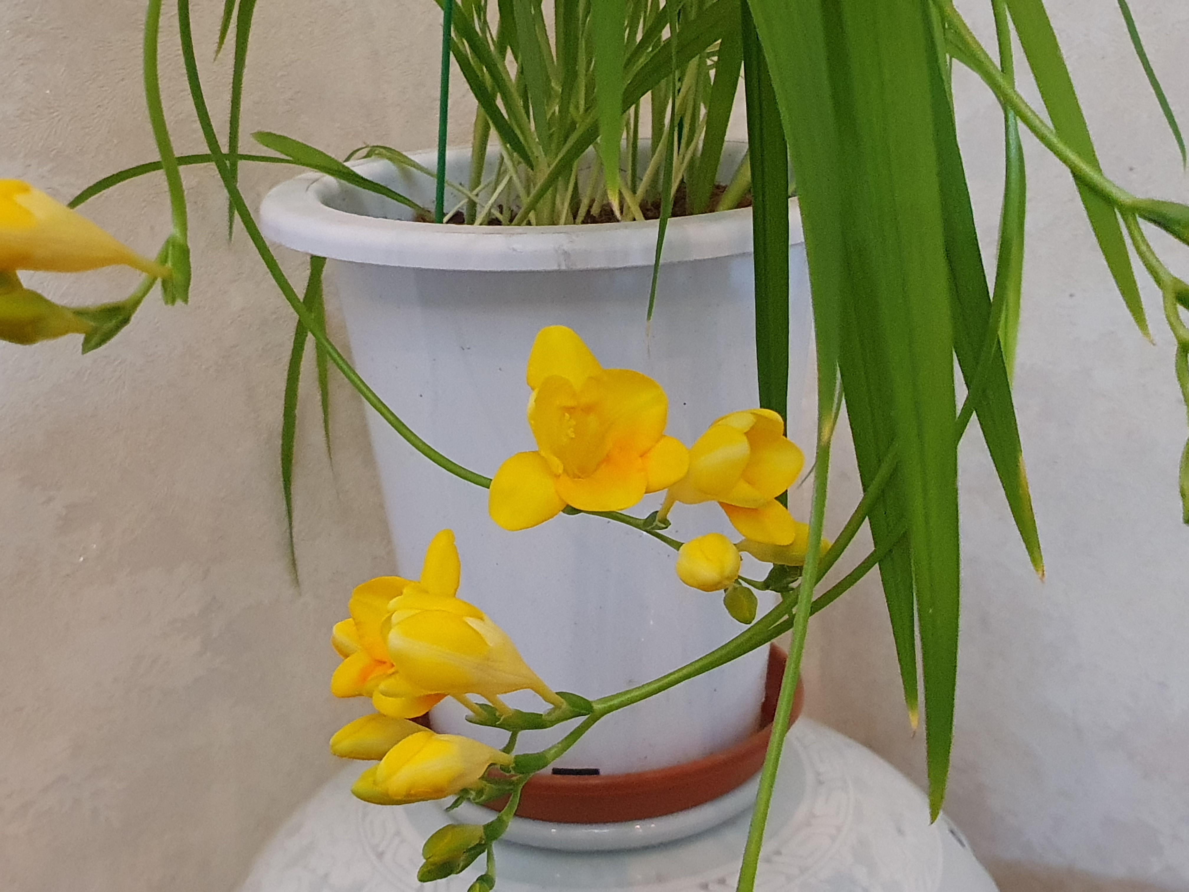 프리지어(Freesia) 꽂