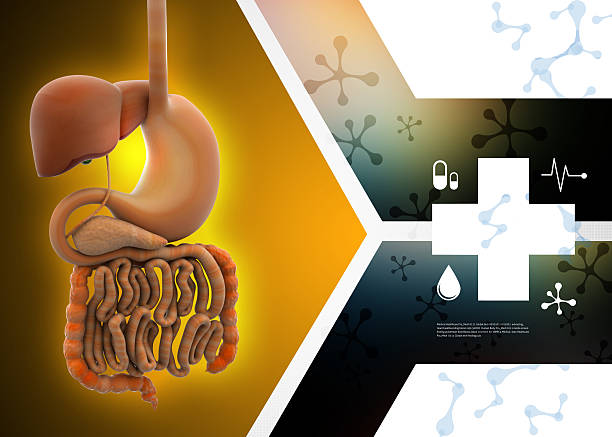 소화가 잘 안되는 이유