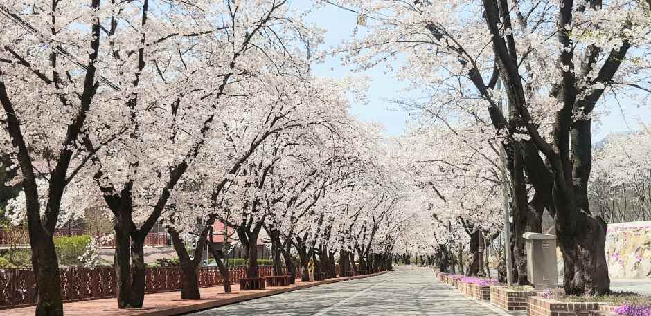 에덴벚꽃길 벚꽃축제 완벽 가이드