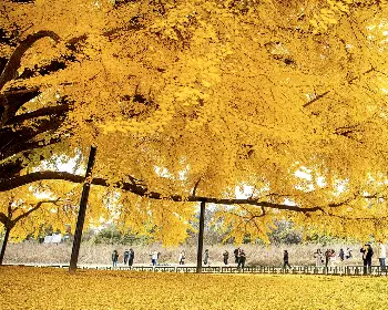 반계리 은행나무_13