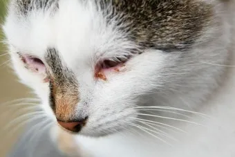 고양이 눈곱 관리, 색깔 확인, 눈곱 원인_30