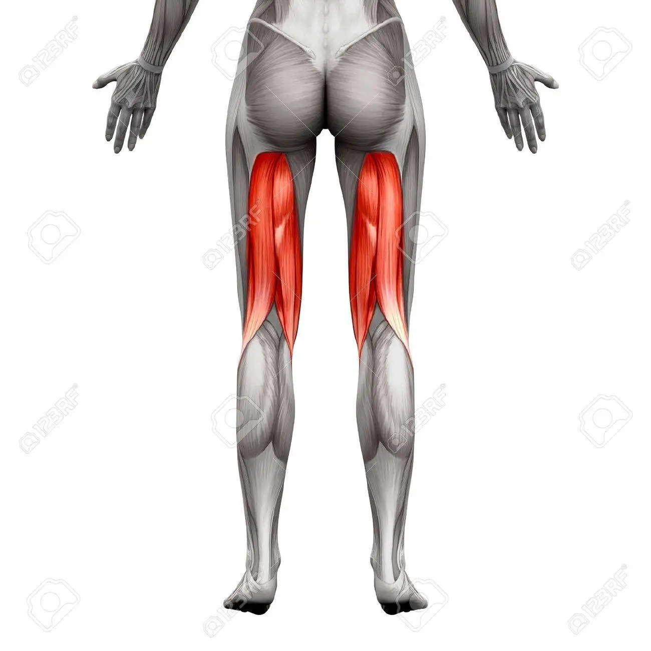 햄스트링의 모습