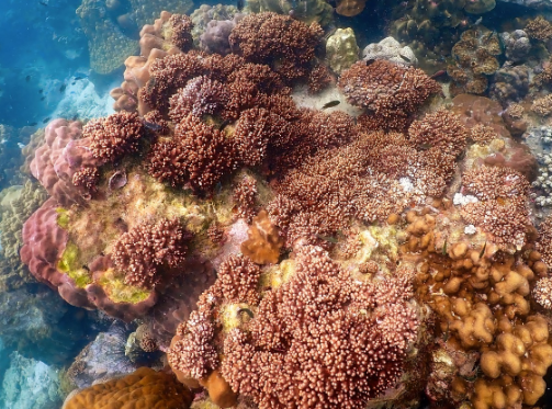 바다의 숲이 사라지고 있다: 산호초 백화현상의 실태