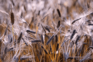 검정보리 효능09