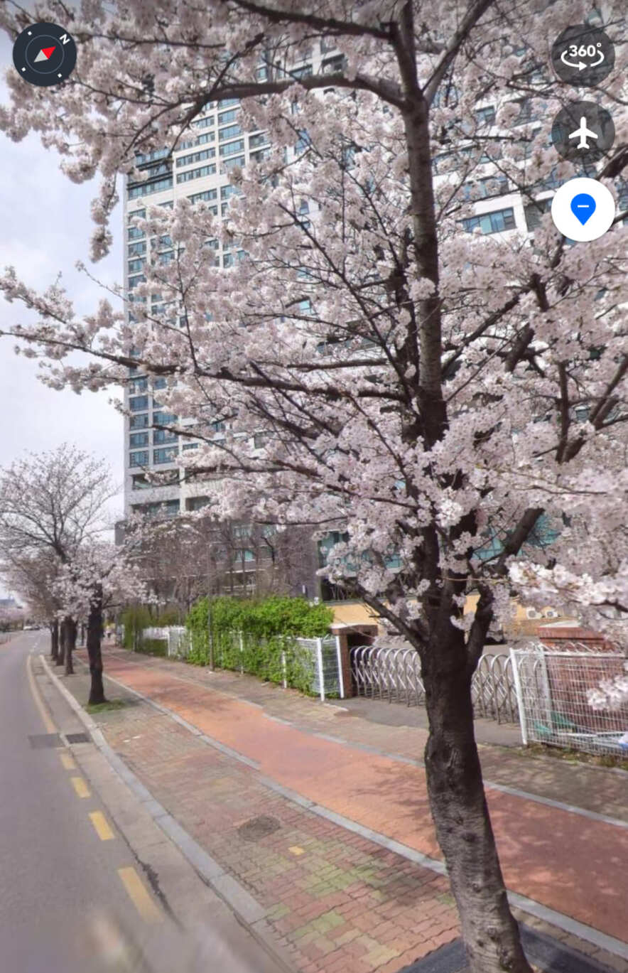 여의도 벚꽃축제 실시간 주차장 찾기 벚꽃 명소