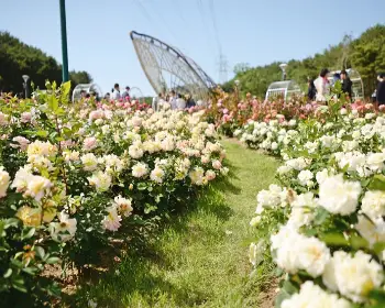 울산대공원 장미축제_5