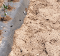 김장 배추 모종 심는 시기