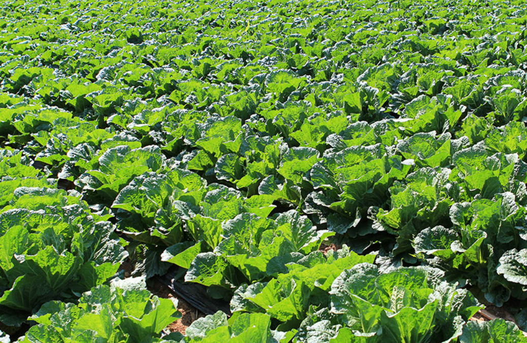 고랭지 절임 배추 추천