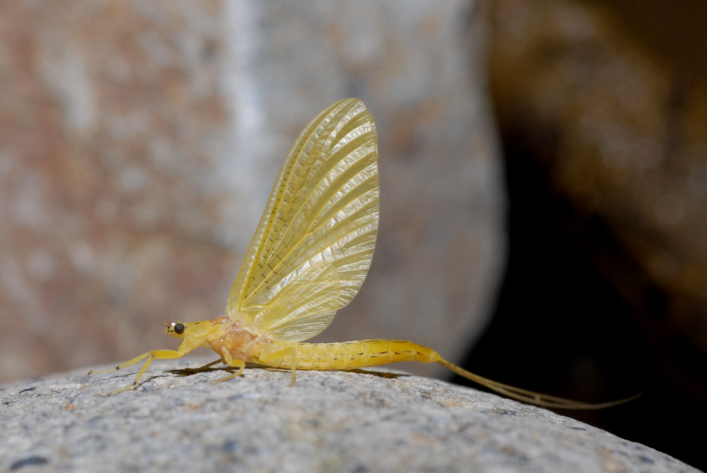 날개가-크고-화려하다