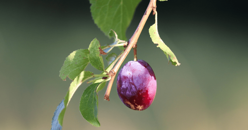 푸룬 자두 사진 - 1