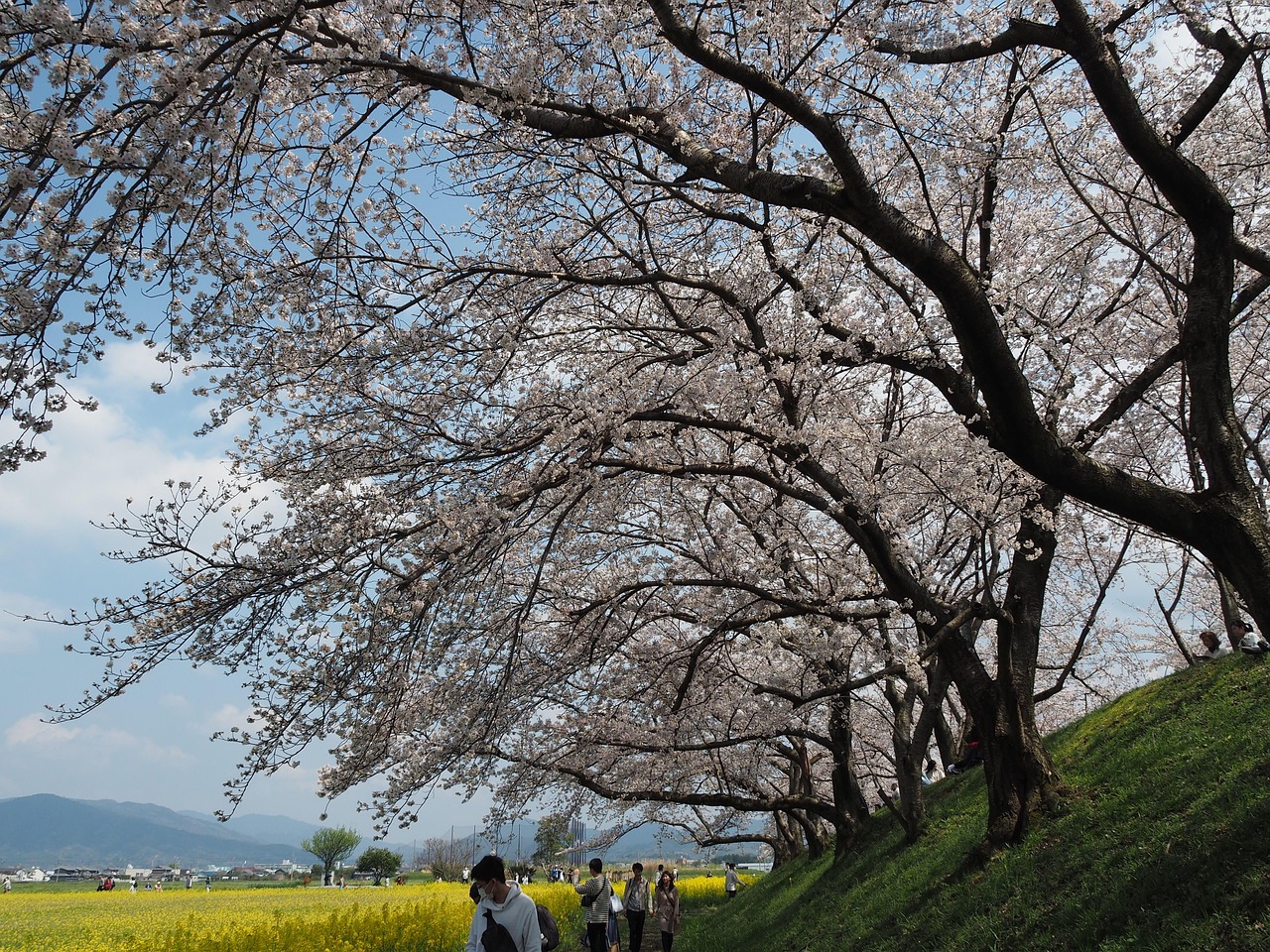벚꽃 나무 사진