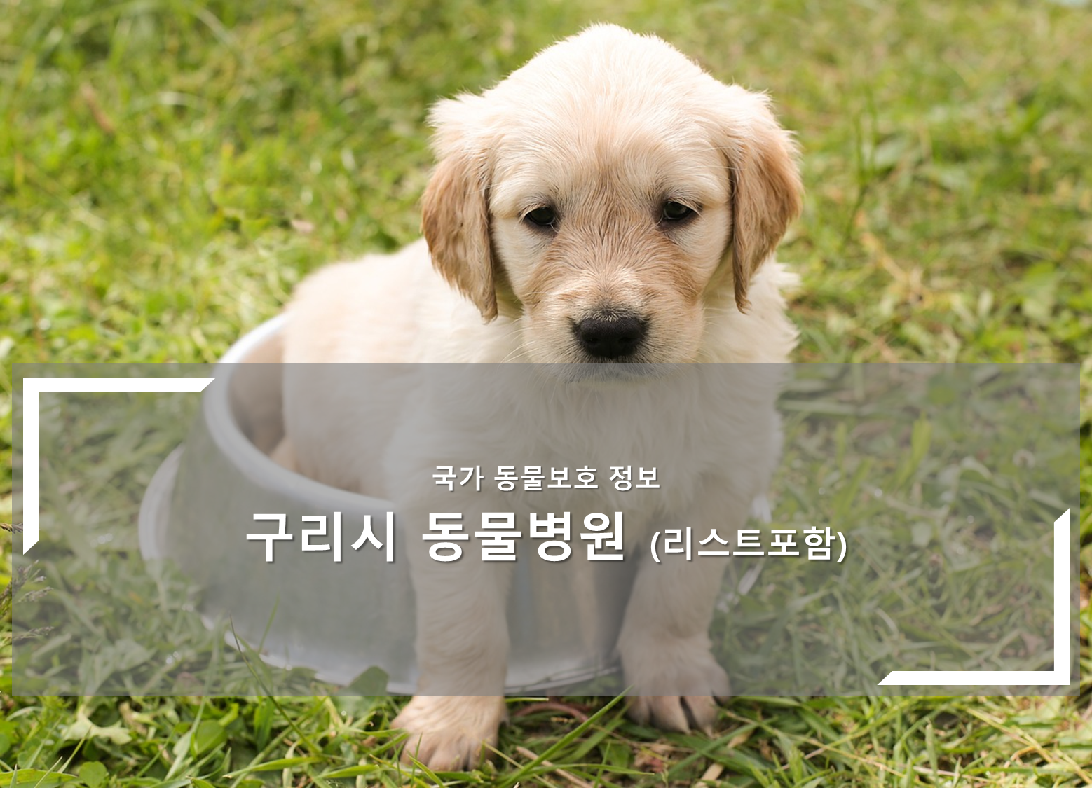 구리시 동물병원 안내