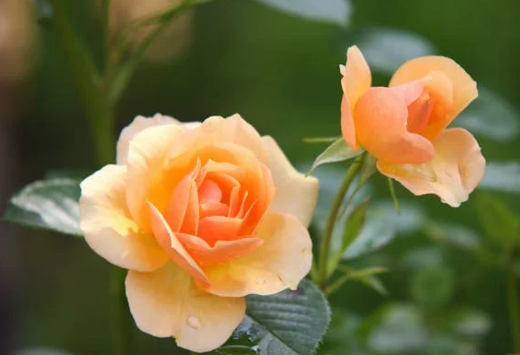 중랑 장미축제 공연일정