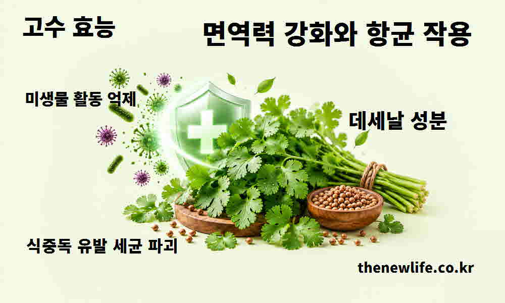 고수 효능 면역력 강화 항균 작용