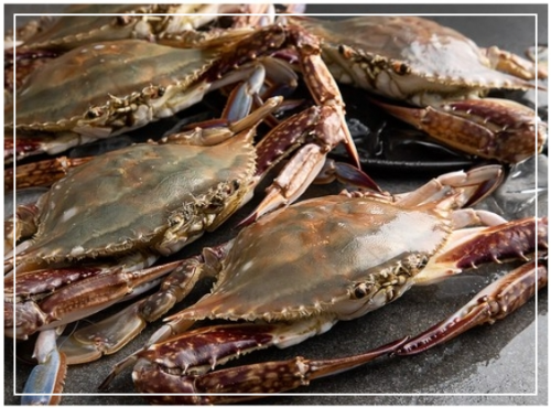 꽃게 영양 성분