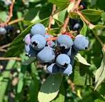 손톱 건강에 좋은 음식: 블루베리