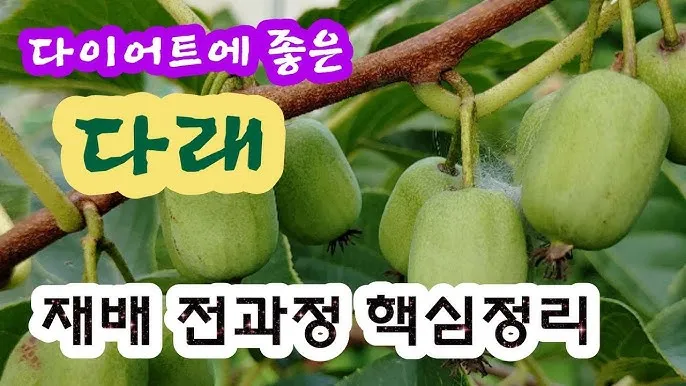 다래 재배 수분수 배치 덩굴 유인 겨울 보호_7