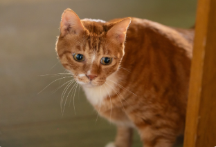 영화 좀비딸 상영관 예매하기