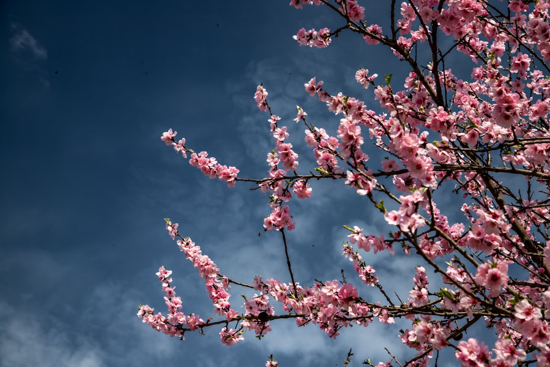 renewal