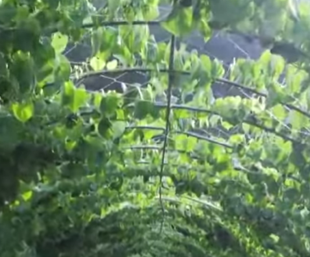 하늘마 요리법2